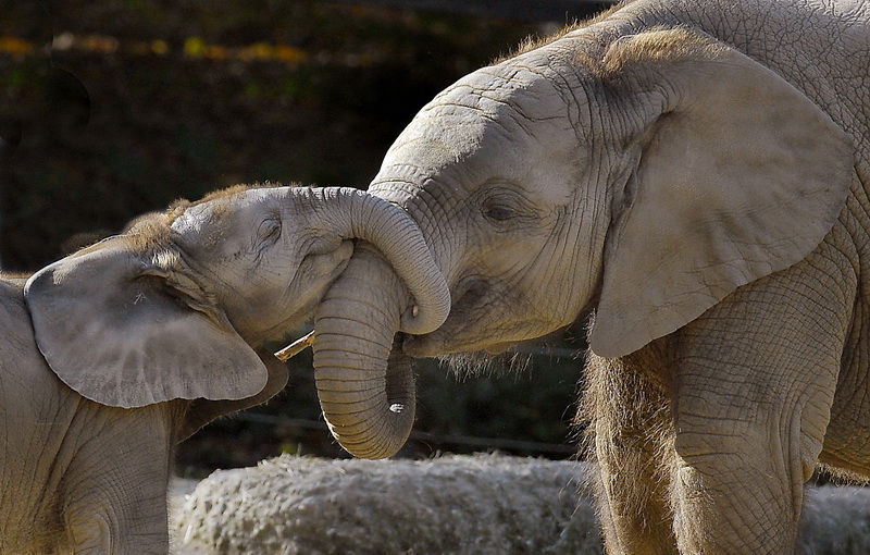 Tiere Zoo Wuppertal_DDB6088.jpg - Ich hab Dich so lieb - Zoo Wuppertal